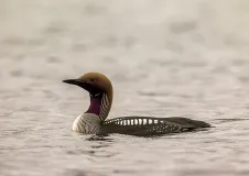 Swimming black-throated diver in black-white-brown plumage