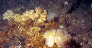 Densely overgrown reefs with e.g. dead man's hand, sea anemones, leaf moss animals; in the centre a typical reef inhabitant, the cliff perch 