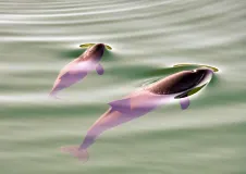 A harbour porpoise with her calf