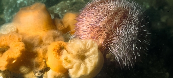 Essbarer Seeigel (Echinus esculentus) und Seenelken (Metridium dianthus (vormals M. senile)