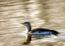 Sterntaucher (Gavia stellata) im winterlichen Schlichtkleid