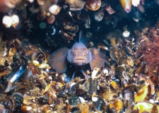 A viviparous eelpout (Zoarces viviparus) in its hiding place.