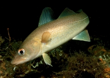 Atlantic cod (Gadus morhua)