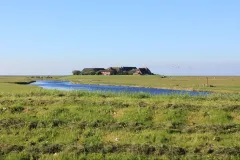 Zu sehen ist die Ockelützwarft auf Hallig Hooge mit einem wassergefüllten Priel im Vordergrund.