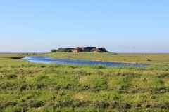 Zu sehen ist die Ockelützwarft auf Hallig Hooge mit einem wassergefüllten Priel im Vordergrund.