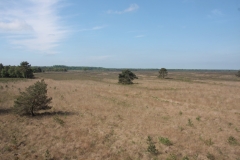 Weite und offene Moorlandschaft im naturnahen Bissendorfer Moor. Es ist ein sonniger Tag.