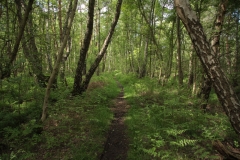 Zu sehen ist ein schmaler Pfad, der durch einen urwüchsigen Birken-Bruchwald führt.