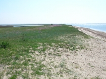 Das Foto zeigt einen Strand der Insel Poel sowie die daran angrenzende Vegetation einer Primärdüne