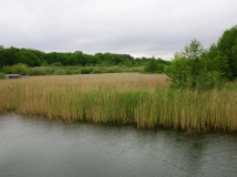 Das Foto zeigt einen Ausschnitt der Gewässerlandschaft der Elde mit großflächigem Schilfbestand und Auewäldern.