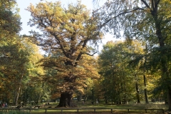 Eine mehrere hundert Jahre alte Eiche an einem sonnigen Herbsttag bestimmt das Landschaftsbild. Das Laub ist leicht gefärbt.