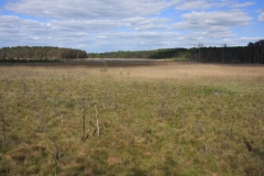 Weiträumige und offene Fläche in einem Moor mit dem Serrahnsee und angrenzenden Wäldern im Hintergrund.