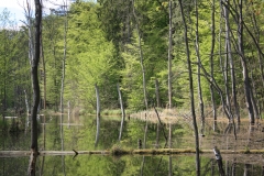 Das Bild zeigt den Schweingartensee bei Serrahn an einem sonnigen Tag im Frühjahr. Aus dem Wasser ragt stehendes Totholz heraus.
