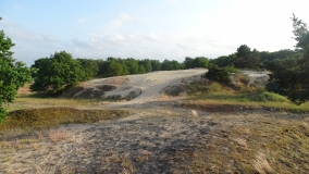 Das Foto zeigt die typische Gestalt einer Binnendüne im Jungmoränengebiet mit offenen Sandflächen, Grasfluren, Flechten und aufkommenden lichten Eichen- und Kiefernbeständen.