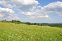 Zu sehen ist eine blütenreiche Wiese mit einigen Gehölzinseln im Hintergrund.