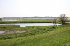 Elbe bei Lenzen mit saftig grünen Auenwiesen.