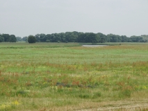Das Foto zeigt die weitläufige Aue mit Grünland und Reste der Weichholzaue und Hartholzaue der Mulde bei Pouch.