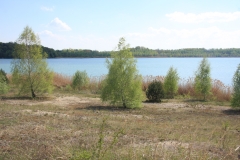 Zu sehen ist der Tagebaurestsee Neuhäuser See. Am Ufer dehnen sich Schilfbestände aus. Im Bereich der ufernahen Böschung kommen punktuell Pioniergehölze auf.