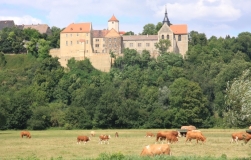 Das Bild zeigt eine Blickbeziehung zur Saale-Aue und auf das Schloss Goseck. In der Aue grast eine Herde mit braunen Fleckviehkühen.