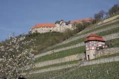 Auf dem Foto sind Weinhänge in steileren Lagen zu sehen, die durch helle Kalkstein-Trockenmauern gegliedert werden. Oberhalb des Weinberges thront die Burganlage Neuenburg.