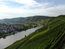 Das Foto zeigt einen Abschnitt des Moseltals. Auf der rechten Seite der Mosel befinden sich Weinberge. Die linke Seite der Mosel ist eben und mit Häusern bebaut.