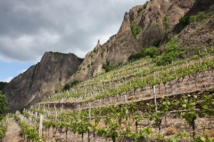Zu sehen ist der Rotenfels, eine steile Felswand aus rötlichem Rhyolith. Das Bild ist unterhalb des Felsens aufgenommen, an dessen Fuß Weinstöcke wachsen.