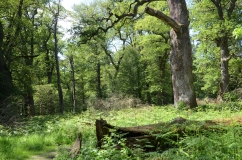 Zu sehen ist ein voluminöser Stamm einer alten, anmutend wirkenden Eiche in einem ehemals genutzten Hutewald. Im vorderen Bereich des Bildes liegt ein alter Baumstamm.