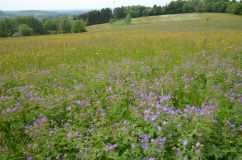 Eine blühende Bergmähwiese im Vogelsberg.