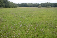 Zu sehen ist eine blütenreiche Waldwiese im Messeler Hügelland.