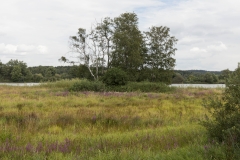 Naturnaher und blütenreicher Saum im Umfeld eines Teiches.