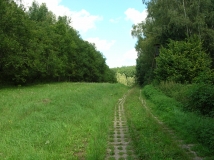 Das Foto zeigt Reste des Kolonnenwegs an der ehemaligen innerdeutschen Grenze bei Rieth in Thüringen. Neben dem Weg ist der offen gehaltene Grasstreifen und links und rechts angrenzend junger Laubmischwald zu sehen. 