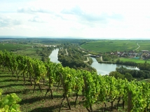 Das Foto zeigt den Blick von der Vogelsburg bei Volkach hinab auf den Main und Nordheim am Main. Im Vordergrund sind Weinstöcke zu sehen.