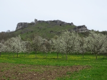 Zu sehen das Walberla, ein Zeugenberg mit offenen Felsen und spärlicher Vegetation. Unterhalb des Berges stehen junge Obstbäume in voller Blüte.  