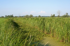 Graben mit Krebsschere, Lebensraum der Grünen Mosaikjungfer