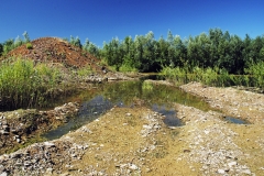 Lebensraum Geburtshelferkröte