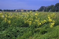 Lebensraum der Sumpf-Engelwurz