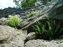 Lebensraum des Braungrüner Strichfarns