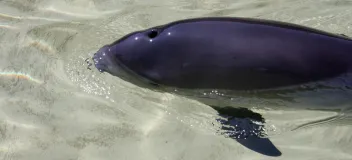 Auftauchender Schweinswal (Phocoena phocoena)