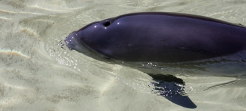 Auftauchender Schweinswal (Phocoena phocoena)