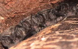 Mopsfledermäuse im Wochenstubenquartier