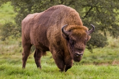 Wisent