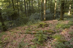 Lebensraum des Wisents bei Hardehausen