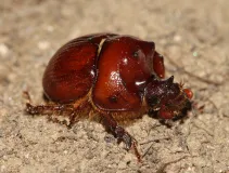 Vierzähniger Mistkäfer