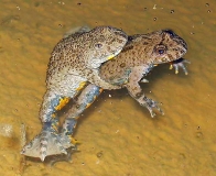 Gelbbauchunke vor der Paarung