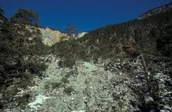 Lebensraum des Goldstreifigen Prachtkäfers in Österreich