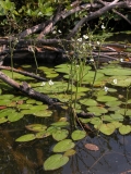 Schwimmblätter und Blütenstand des Herzlöffels