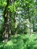 Lichte Wälder als Lebensraum des Heldbocks