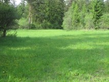 Brennenstandort im Lechauwald