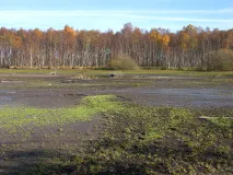 Lebensraum Scheidenblütgras