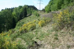 Schlingnatter Lebensraum 