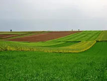 Lebensraum des Feldhamsters